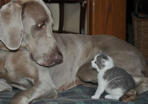 Cat Video Little Kitten Meets Big Dog Kitten Wins Love Meow