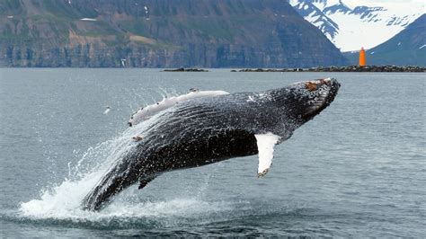 Watch Record Number Of Humpback Whales In Eyjafjörður Fjord In North