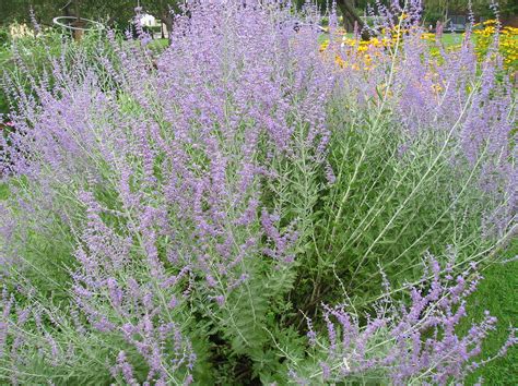 Here are 12 surprising health benefits of sage. How to Grow: Russian Sage- Growing and Caring for Russian Sage