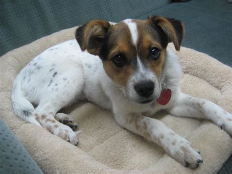 A boxer blue heeler mix. Marvellous Mixes | Australian Cattle Dogs | Flickr