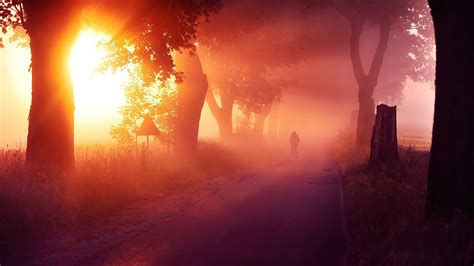 Sun Rays Passing Through Between Trees With Mist Road 4k Hd Nature