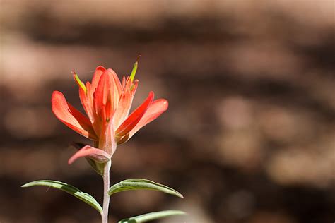 Free Images Nature Blossom Leaf Flower Petal Red Botany Flora