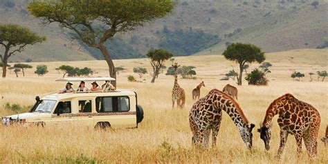 Best African Safari Tour Operator Africa Safari Company 2024 2025