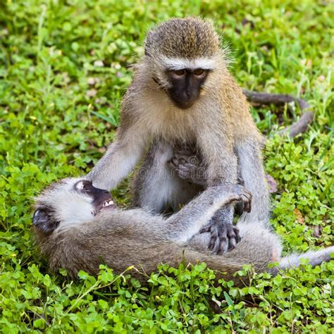 Two Monkey Playing On The Ground Stock Image Image Of Primate Play