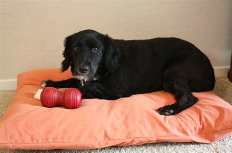 As the name suggests, they have contoured edges like a pillow dog pillows usually have a plush, soft fabric on top for added comfort. 8 Super Cosy and Easy Dog Pillows to Make