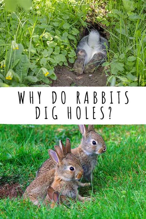 Why Do Rabbits Dig Holes In Your Yard And Their Bedding