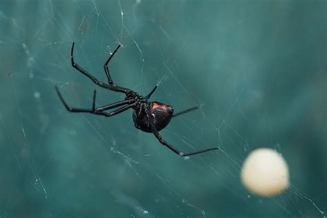 Where Do Black Widow Spiders Live Worldatlas