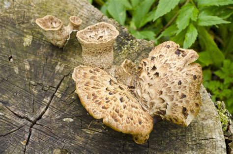 Fungus Growing On A Tree Stump 3 Stock Image Image Of Mushrooms