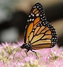Le farfalle monarca, i curiosi lepidotteri dall'aspettativa di vita ...