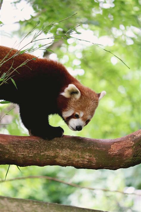 Paignton Zoo Environmental Park Red Panda During Daytime Paignton Image