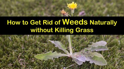 18 Natural Ways To Kill Weeds But Keep The Grass