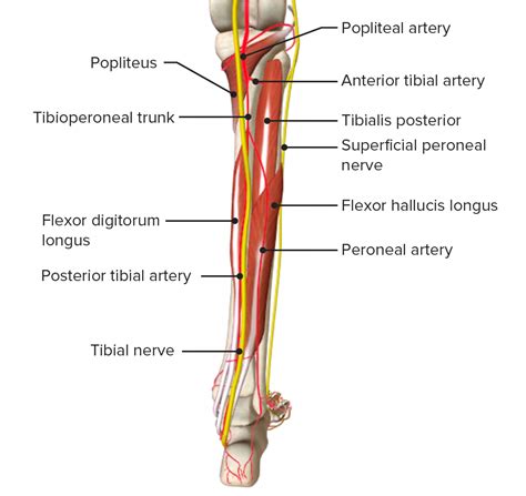 Leg Anatomy Concise Medical Knowledge