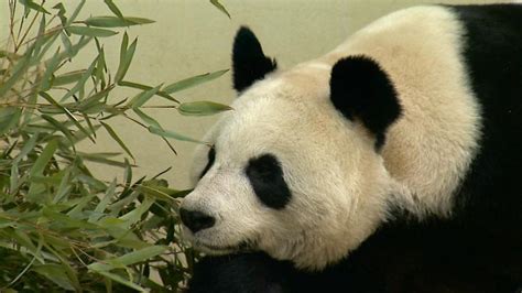 Edinburgh Zoo Pandas Enclosure Swap Ahead Of Mating Bbc News