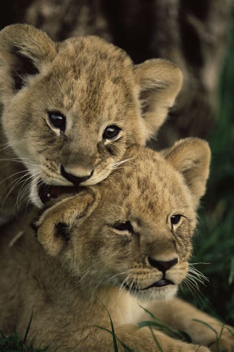 Fun Facts About Africas Baby Safari Animals Cute