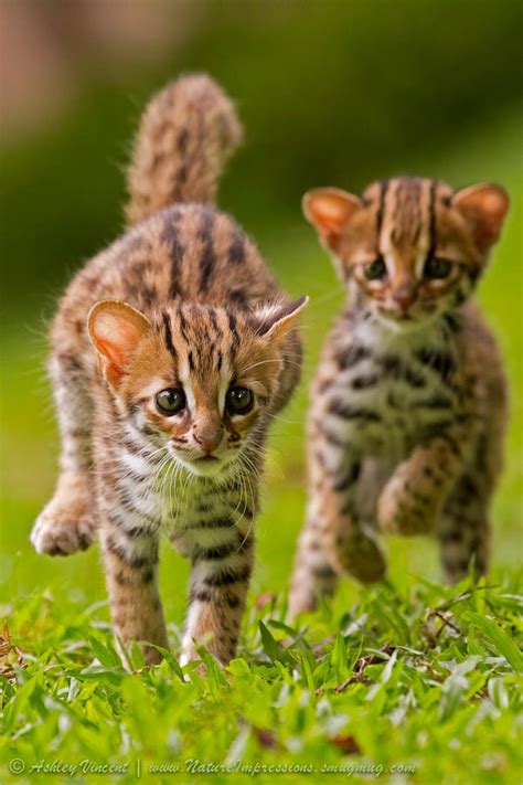 Information Hub Of Besties Baby Lions And Leopard Cats