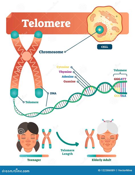 Ejemplo Del Vector Del Telomere Esquema Educativo Y Médico Con La