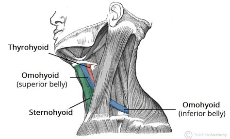 The Infrahyoid Muscles Attachments Teachmeanatomy