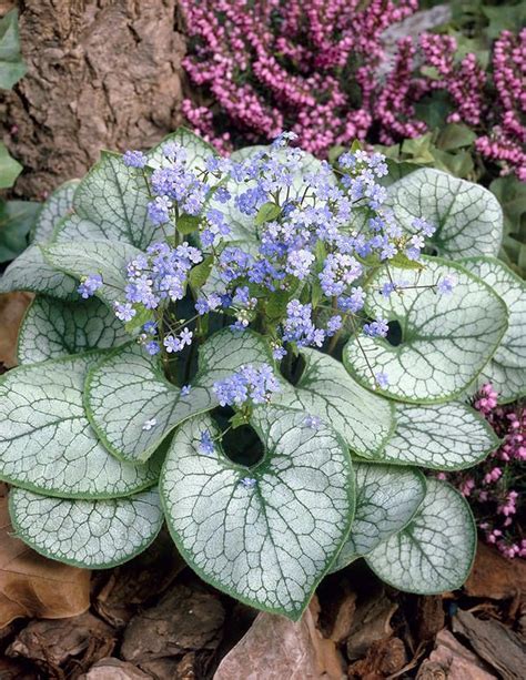 Throughout april and may, brunnera 'jack frost' is covered with lots of small, bright blue flowers which look. Rotkolemmikki Jack Frost - Viherpeukalot | Spring ...
