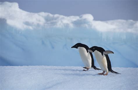 What Kind Of Animals Are Found In The South Pole Usa Today