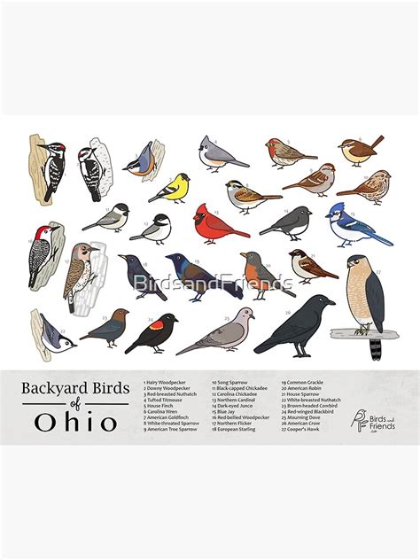 Ohio Backyard Birds Of Ohio Field Guide Print Bird Art Print