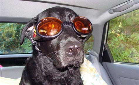 Doggles The Latest In Fashion Accessories For Humans Marla Sink Druzgal