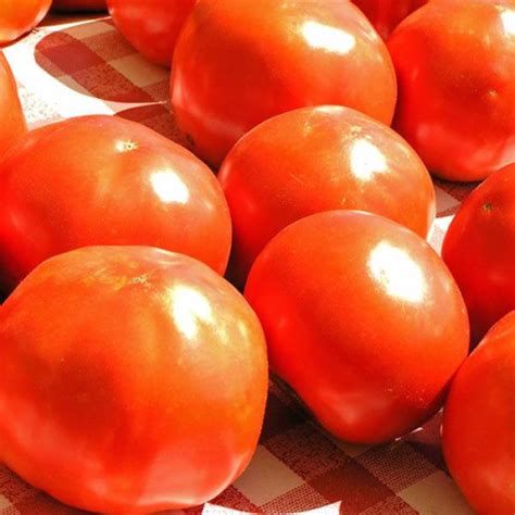 Tomato Russian Red Heirloom Australian Seed