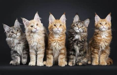 We are building a web page for our. Maine Coon Lifespan
