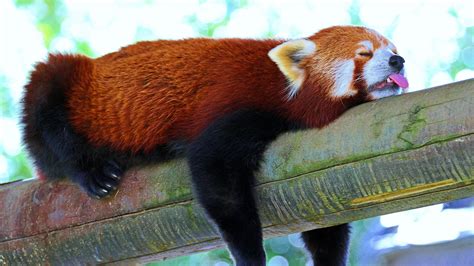 Download Wallpaper 2560x1440 Panda Lesser Panda Red Panda Branch