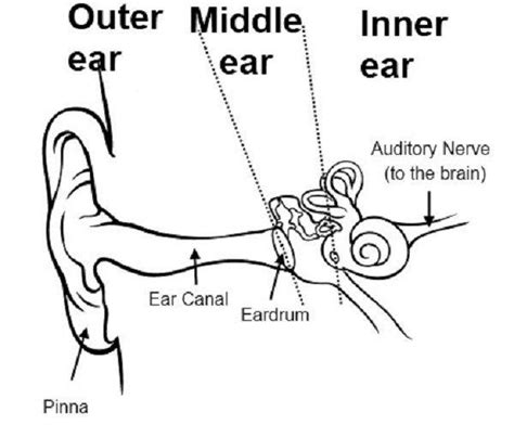 Draw A Neat Diagram Of Human Ear And Label External Ear And Middle Ear