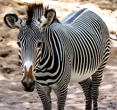 Domesticate Zebra Like Horse Dogs And Cats Pet Care And Advice Plus