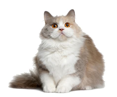 Cat Png Images Cute Cats Transparent Images Free Transparent Png Logos