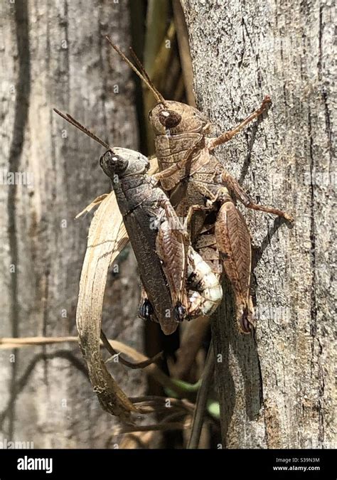 Grasshoppers Hi Res Stock Photography And Images Alamy