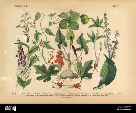 Poisonous And Toxic Plants Victorian Botanical Illustration Stock