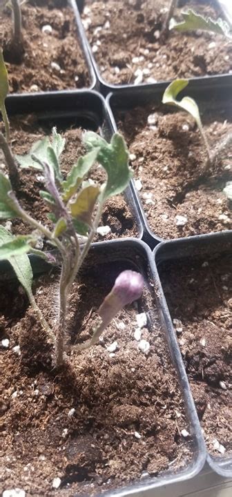Diagnosis Are My Beefsteak Tomato Seedlings Doing Okay Gardening