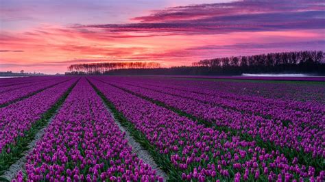Dutch Tulip Farm Hd Wallpaper Backiee