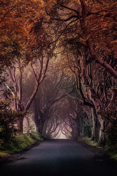 Autumn Alley In Northern Ireland By Jaroslaw Blaminsky Fine Art