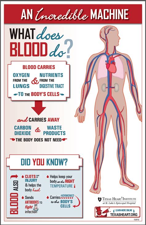 5 Facts About The Circulatory System