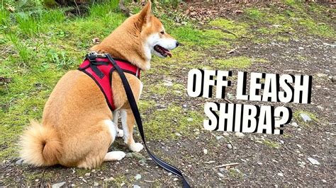 Are Shiba Inus Trusted Off Leash The 11 Top Answers