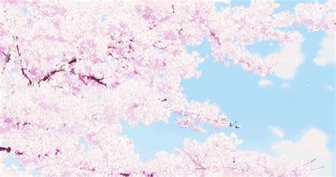 Aesthetic Anime Cherry Blossom Wallpaper Top Anime Wallpaper