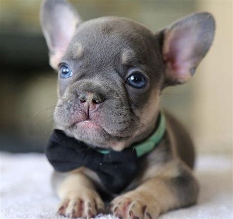 He's a product of his background and breeding. Miniature Frenchie Bulldog Puppies | Durban | Public Ads ...