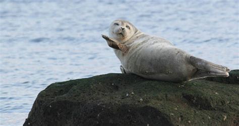 Harbor Seals Swimming Diving Guided By Super Sensitive