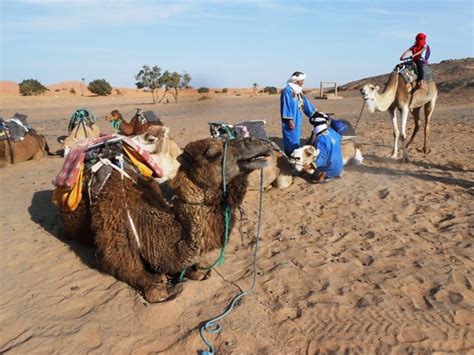 To be honest, we're not even sure we can do that. Travel Smart: How to Ride a Camel with Confidence - Tripelle