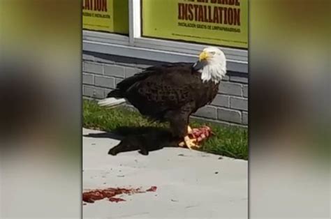 Eagle Rips Black House Cat Apart And Feasts On Its Guts In Virginia