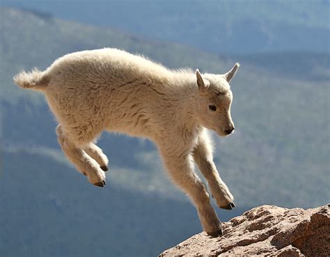 Young Rky Mt Goat Kid Jumping From Rock To Rock 1024x768 0r7e6772 A