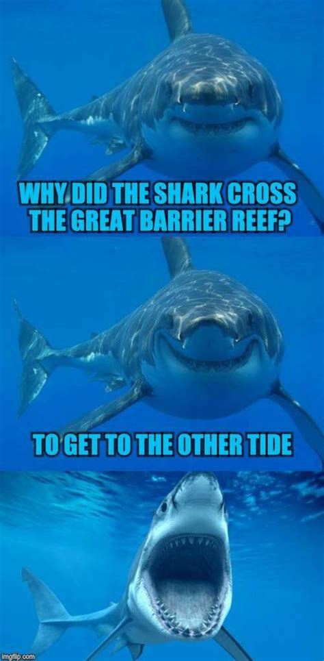 Jokes About Sharks Freeloljokes