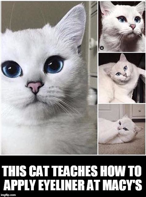 Cute White Cat Memes Canvas Nexus
