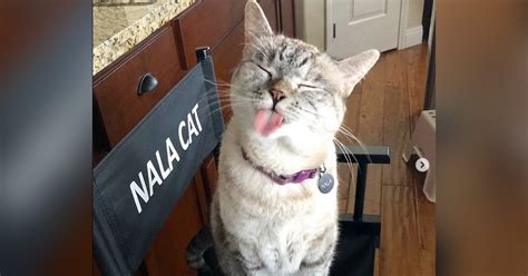 Meet Nala The Most Followed Cat On Instagram