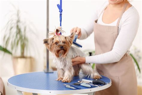 Piaa Welcomes Earlier Reopening For Dog Grooming In Melbourne Vet