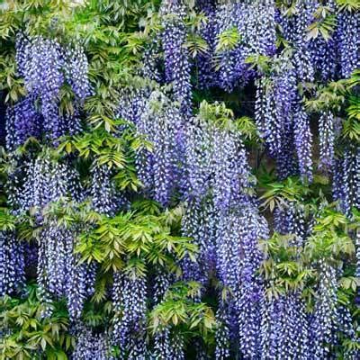 If you want more codes, then asked in the comment box. Amethyst Falls Blue Wisteria Vines for Sale ...