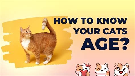 How To Know Your Cats Age How To Know Your Cats Age How To